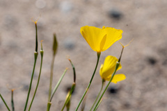 Eschscholzia