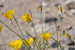 Eschscholzia