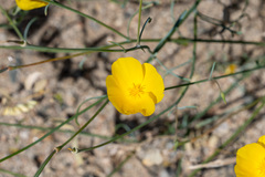 Eschscholzia