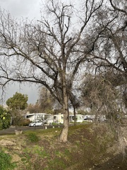 Quercus lobata