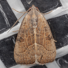 Galgula partita