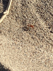 Pogonomyrmex californicus