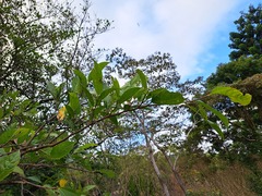 Ficus irisana