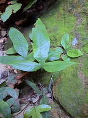 Tectaria harlandii