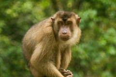 Macaca nemestrina