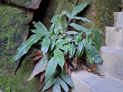 Tectaria harlandii