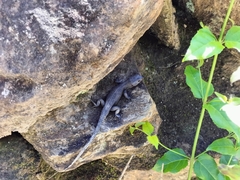 Ninurta coeruleopunctatus