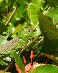 Tropidacris collaris