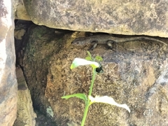 Ninurta coeruleopunctatus