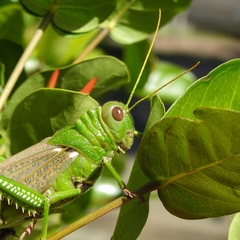 Tropidacris collaris