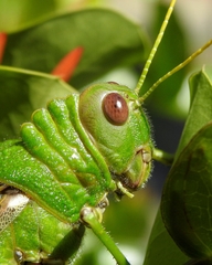 Tropidacris collaris