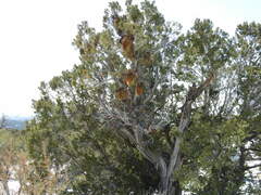 Phoradendron juniperinum