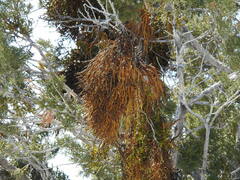 Phoradendron juniperinum