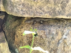 Ninurta coeruleopunctatus