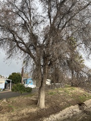 Quercus lobata