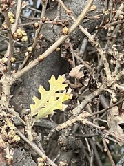 Quercus lobata