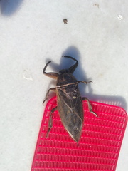 Lethocerus patruelis