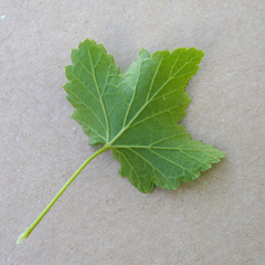 Ribes rubrum