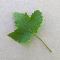 Ribes rubrum