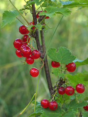 Ribes rubrum