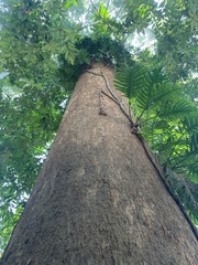 Dipterocarpus