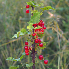 Ribes rubrum