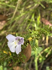 Prostanthera cuneata