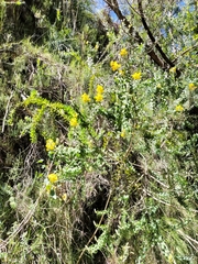 Liparia hirsuta