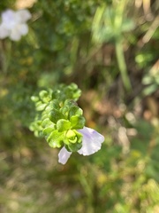 Prostanthera cuneata