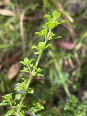 Prostanthera cuneata
