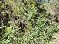 Liparia hirsuta