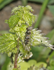 Meliscaeva auricollis