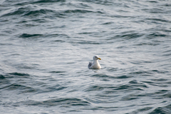 Larus glaucescens × occidentalis