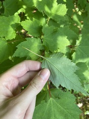 Lithophane antennata