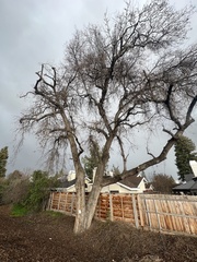 Quercus lobata