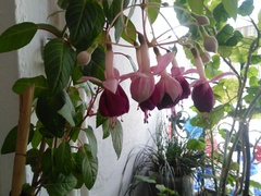 Fuchsia magellanica