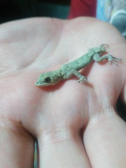 Mediodactylus danilewskii