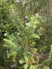 Prostanthera cuneata