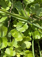 Hydrocotyle sibthorpioides