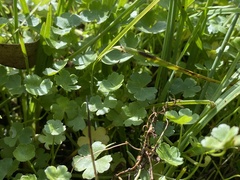 Hydrocotyle sibthorpioides