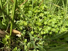 Hydrocotyle sibthorpioides