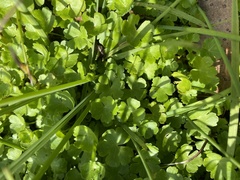 Hydrocotyle sibthorpioides