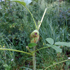 Lasioptera rubi