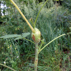 Lasioptera rubi