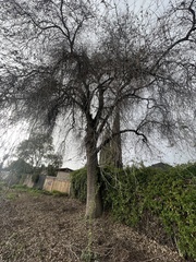 Quercus lobata