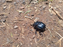 Dichotomius colonicus