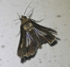 Lophoptera vittigera