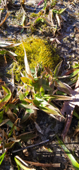 Dichanthelium laxiflorum