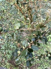 Elaeagnus formosana