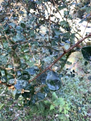 Elaeagnus formosana